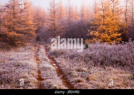 Early Morning On An Old Frosted Field With Golden Larch Trees; Enfield, Nova Scotia, Canada Stock Photo