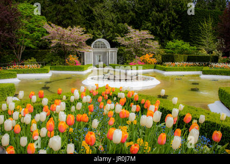 Fields Of Tulips At Butchart Gardens; Victoria, British Columbia, Canada Stock Photo