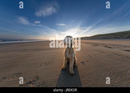 A Dog Sits On The Sand On A Beach Along The Coast; Bamburgh, Northumberland, England Stock Photo