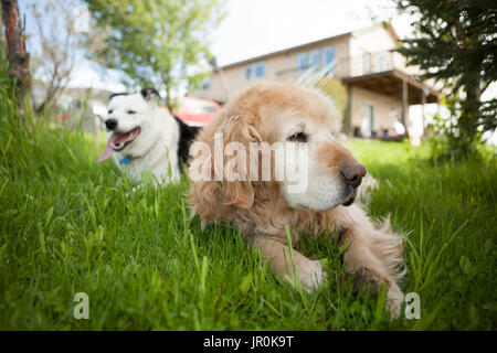 Two Dogs Of Different Breeds Laying On The Grass In A Backyard; Alaska, United States Of America Stock Photo