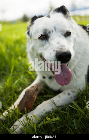 Close-Up Of A Dog Panting While Laying In The Grass; Alaska, United States Of America Stock Photo