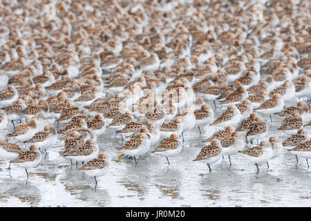 A Large Flock Of Small Birds Standing On One Leg With Spotted Plumage On Their Wings; Cordova, Alaska, United States Of America Stock Photo