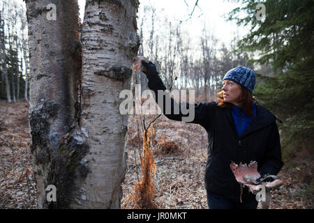 A Woman Peels Bark Off A Birch Tree In A Forest, Kenai Peninsula; Alaska, United States Of America Stock Photo