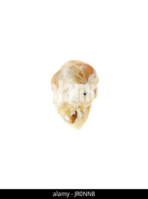 Partially mummified head/skull of a Little Brown Bat (Myotis lucifugus ...