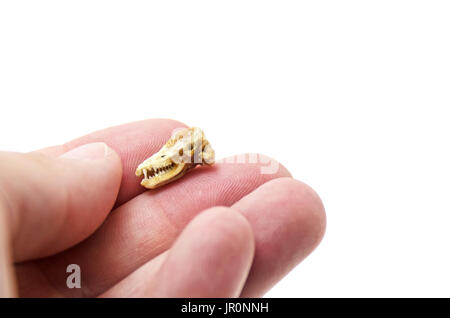 Woman's hand hold partially mummified skull of a Little Brown Bat (Myotis lucifugus) Stock Photo
