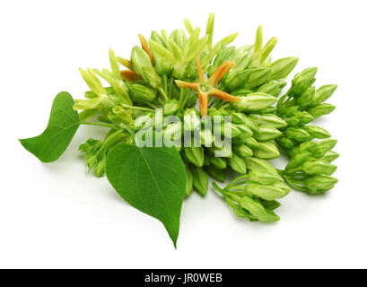 tonkin flower,telosma cordata,night fragrant flower on white background Stock Photo