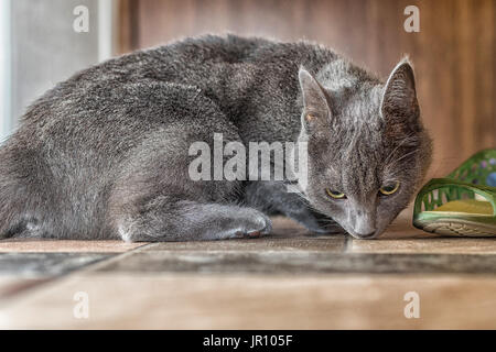 Russian blue cat sitting in front of the shoe. Stock Photo