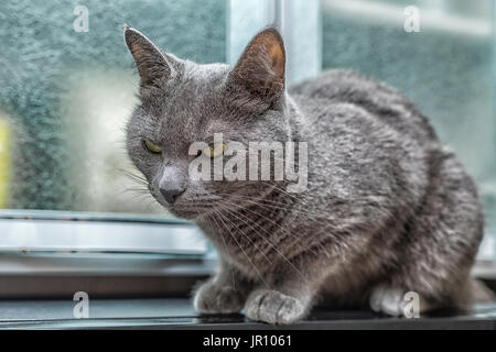 Russian blue cat looking at the fly. Stock Photo