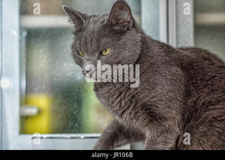 Russian blue cat looking at the fly. Stock Photo