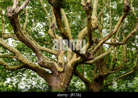 View from below of a plane tree with peeling bark that comes off and reveals a cream colored inner bark. Stock Photo