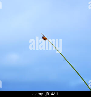 red ladybug on grass. Stock Photo