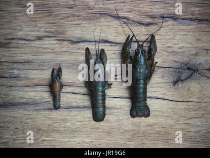 Beautiful live  crawfish on a wood  background Stock Photo