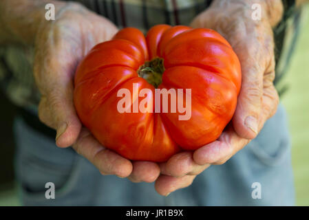 Heirloom Tomato Stock Photo