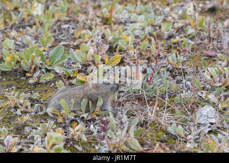 Brown Lemming (Lemmus sibiricus) adult, standing on tundra, Nunavut ...