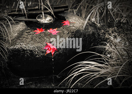 Japanese tsukubai washbasin in black and white with isolated color on red autumn maple leaves Stock Photo