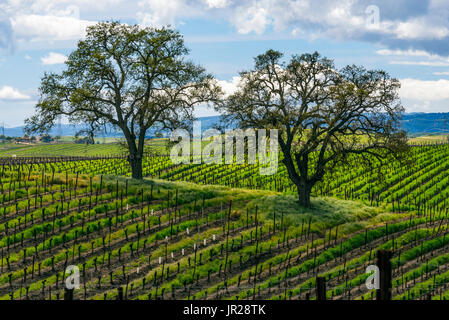 Vineyard, Paso Robles, California Stock Photo