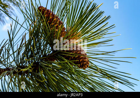 Pine cones from the Ponderosa pine in northeastern California near Mount Lassen Stock Photo