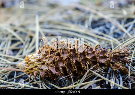 Pine cones from the Ponderosa pine in northeastern California near Mount Lassen Stock Photo