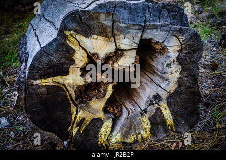 The cut section of a rotted Ponderosa pine tree in north eastern California Stock Photo