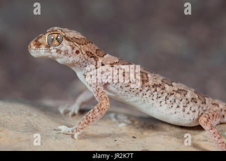 Northern Elegant Gecko (Stenodactylus mauritanicus), South West Stock