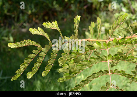 Tara (Caesalpinia Spinosa Stock Photo: 75688983 - Alamy