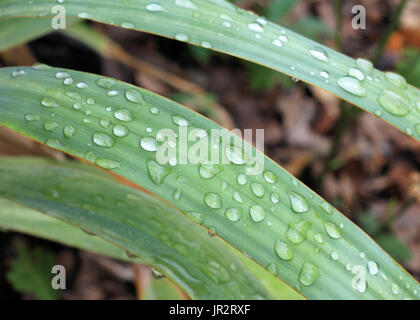 Detail of blades of green iris leaves covered in water drops after a rain. Stock Photo