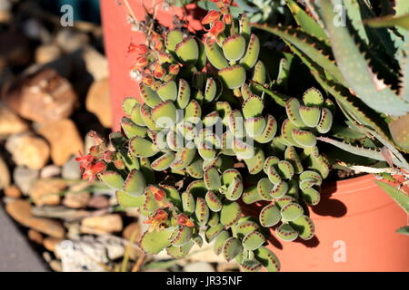 Cotyledon tomentosa or known as Bear's Paw Stock Photo