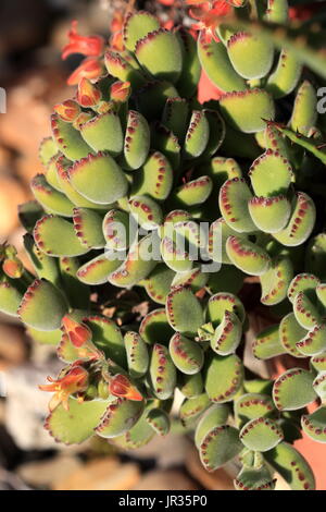 Cotyledon tomentosa or known as Bear's Paw Stock Photo