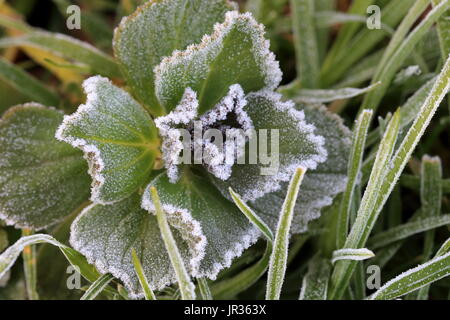 Dogbane Plectranthus caninus, Colues canina leaves covered in frost Stock Photo