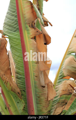 Frost Damaged Ensete ventricosum, abyssinian banana palm leaves isolated against white background Stock Photo