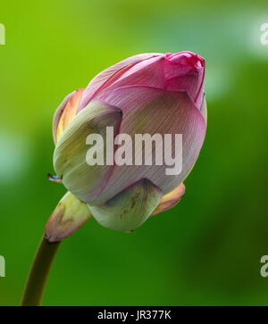 Pink flower bud of nelumbo nucifera, also known as the Indian or sacred lotus Stock Photo