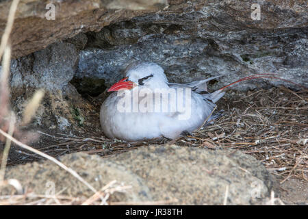 A roosting Red-tailed Tropicbird (Phaethon rubricauda) Stock Photo