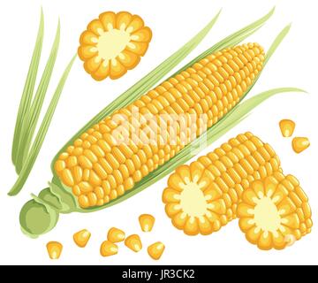 Yellow corn on the cobs, male inflorescence and leaves isolated vector illustration of sweet golden corn. Bunch of Corn. summer farm design elements W Stock Vector