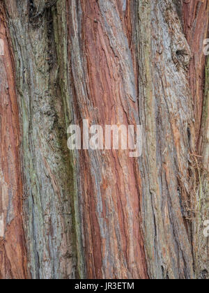 The deeply furrowed bark of the incense cedar Calocedrus decurrens Stock Photo