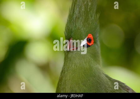 Close head shot of a Guinea turaco, scientific name Tauraco persa Stock Photo