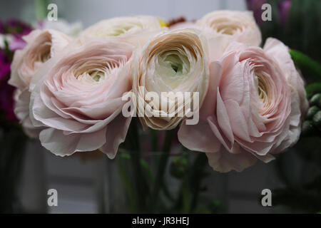 pale pink and white ranunculus bouquet. Flowers. Ranunculus asiaticus, Persian buttercup Stock Photo