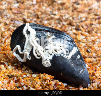 Shells of mussel on sand in sun summer day. Close-up view. Stock Photo