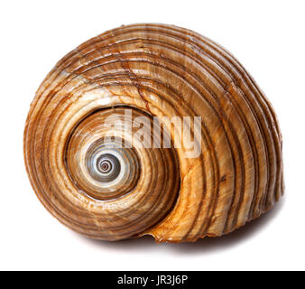 Seashell of very large sea snail (Tonna galea or giant tun) isolated on white background. Close up view. Stock Photo