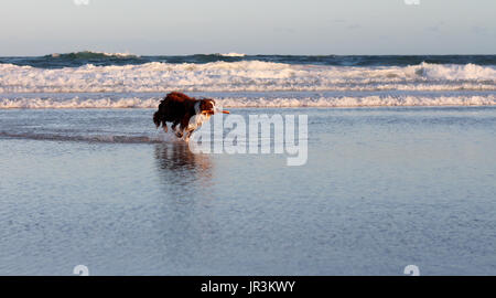 Purebred Border Collie pet dog running along beach with stick in mouth Stock Photo