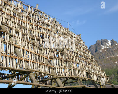 Stockfish hanging on a fish flake in Lofoten, Norway Stock Photo