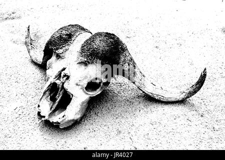 African buffalo skull Stock Photo