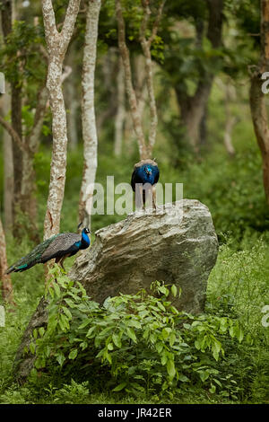 Male Indian peafowl, Blue peafowl(Pavo, cristatus) act on the greeny forest, Flying friends, with beautiful light in natural habitat Stock Photo