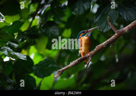 Wild female common kingfisher, also known as the Eurasian kingfisher or by its scientific name Alcedo atthis Stock Photo