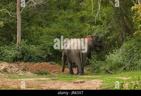 wild elephants in thick green forest, playing elephants, elephant calf, caring mother elephant, mud bathing elephant