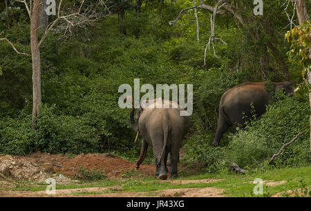 wild elephants in thick green forest, playing elephants, elephant calf, caring mother elephant, mud bathing elephant