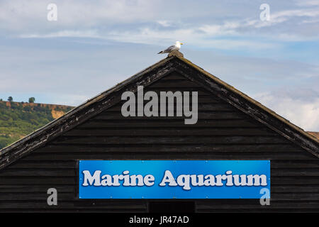 Seagull gull  on roof of the Marine Aquarium on the Cobb at Lyme Regis, Dorset in July Stock Photo