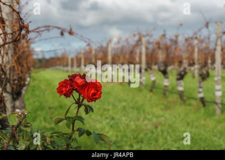 Rose in vineyards of Voyager Estate winery, Margaret river, Western Australia Stock Photo