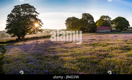 A late spring morning in a field by Emsworthy Barn near Haytor surrounded by bluebells in Dartmoor National Park, Devon, England, UK Stock Photo