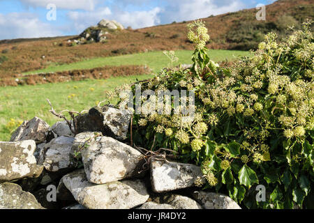 Flowering Ivy (Hedera helix) growing on a dry- stone wall in countryside in autumn. Wales, UK, Britain Stock Photo