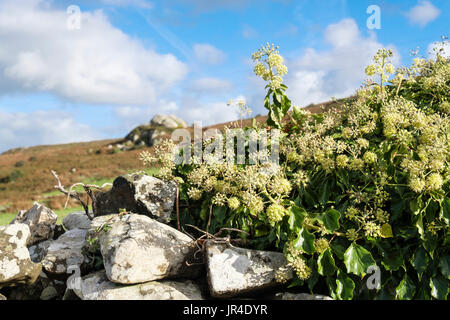 Flowering Ivy (Hedera helix) growing on a country dry- stone wall. Wales, UK, Britain Stock Photo